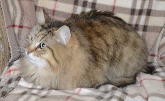 sibirisk katt Gabbie